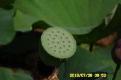 Lótusznapok 2013.06.27-28